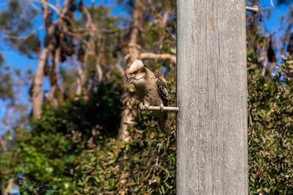 back button focus example - Laughing Kookaburra perched on a power pole