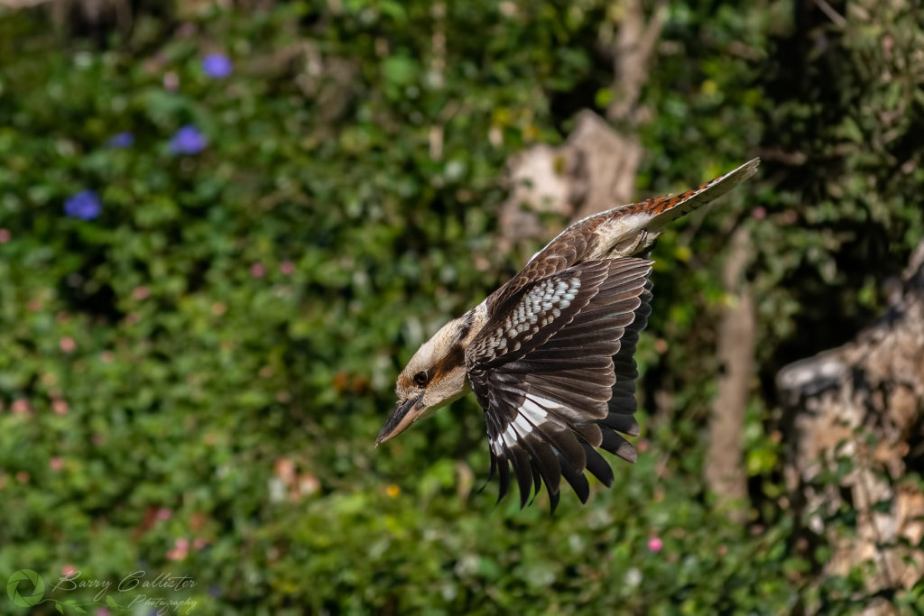 back button focus - a kookaburra swooping down to catch a grub