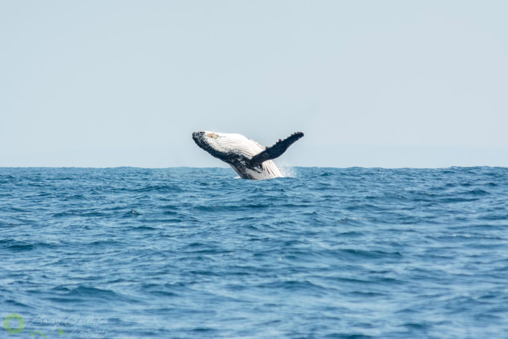 photo of the month - humpback whale breaching