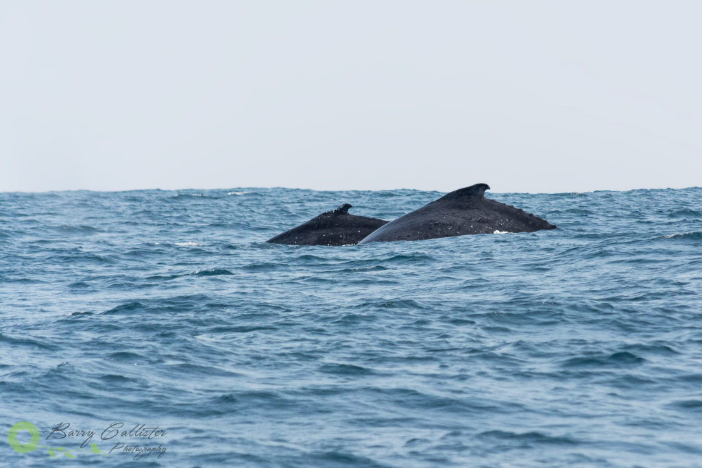 the dorsal fins of two humpback whales rise above the waters of coffs harbour