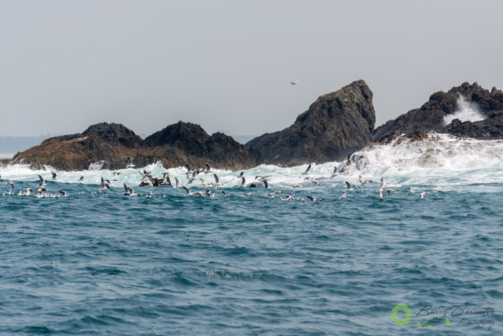 a flock of seagulls with a rocky outcrop in the background photographed while whale watching in coffs harbour