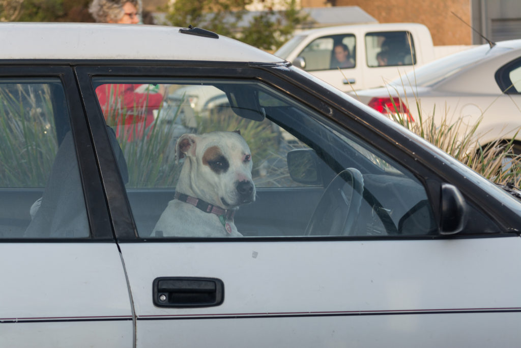 how to use a dslr camera - dog sitting at the wheel of a car