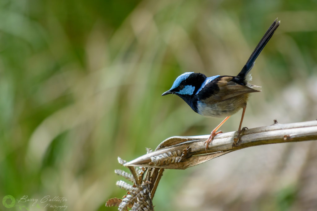 nikon d5200 review sample shot of superb fairy wren perched on a branch