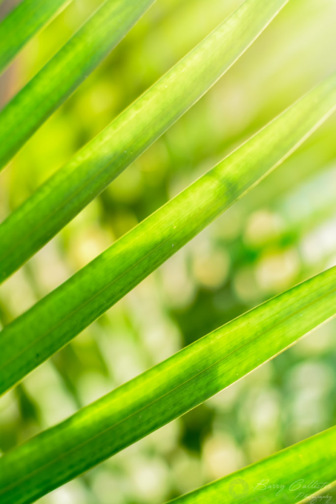 the photo of the month for December 2019 at Photographer's Freedom - green palm leaves in the sunlight