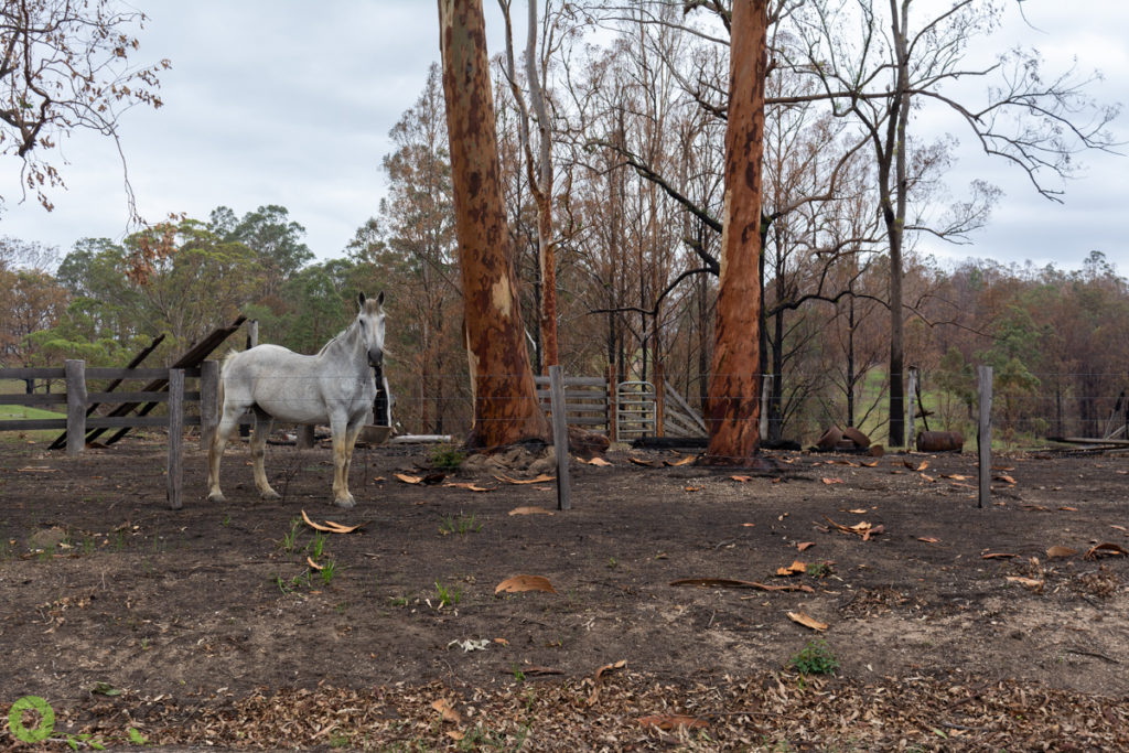  a grey horse standing in a burnt paddock during the Australian bushfires in 2019