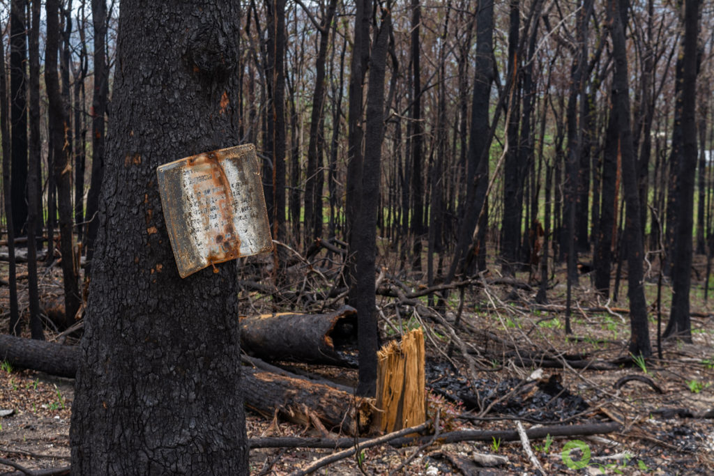 australian bushfires - a charred sign attached to a burnt tree with other burnt trees in the background