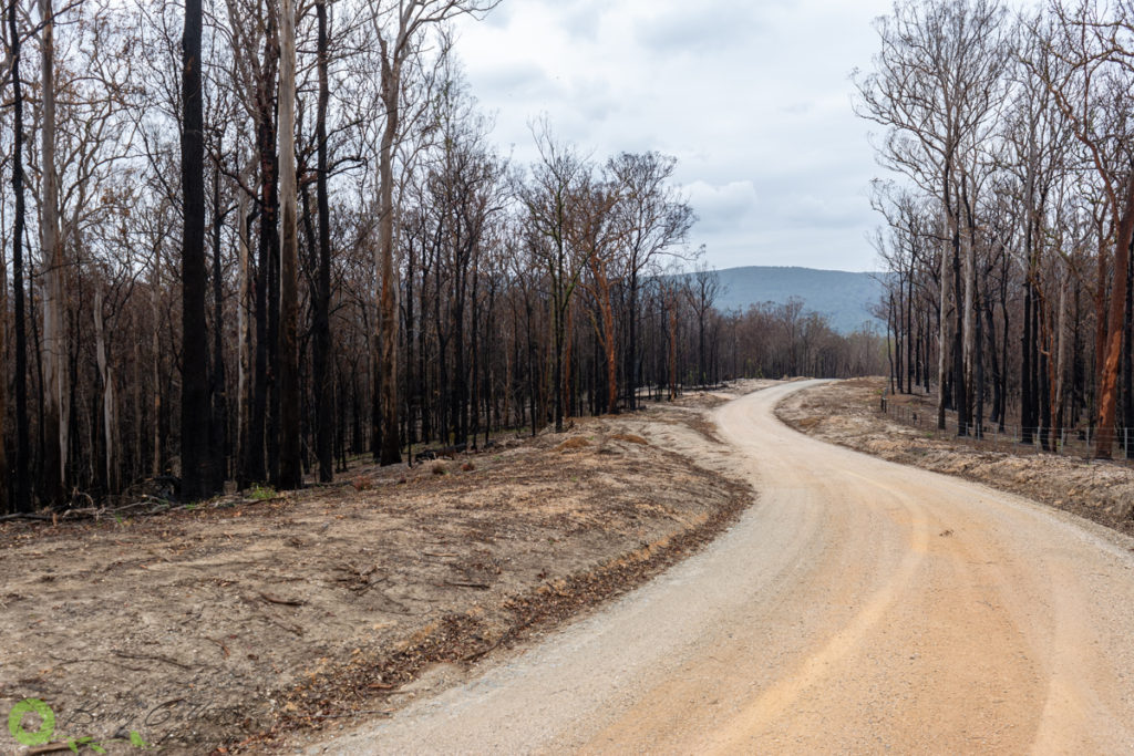 a dirt road lined by trees burnt in the australian bushfires