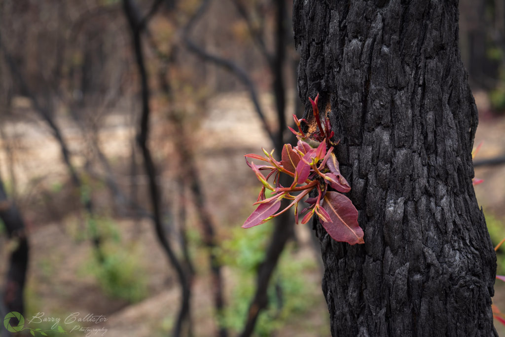 the photo of the month for january 2020, new growth from a gum tree burnt by fire in the Australian bush