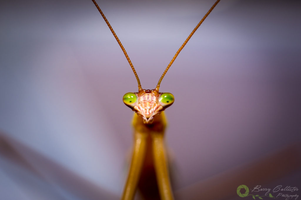 macro photography of a praying mantis looking directly at the camera