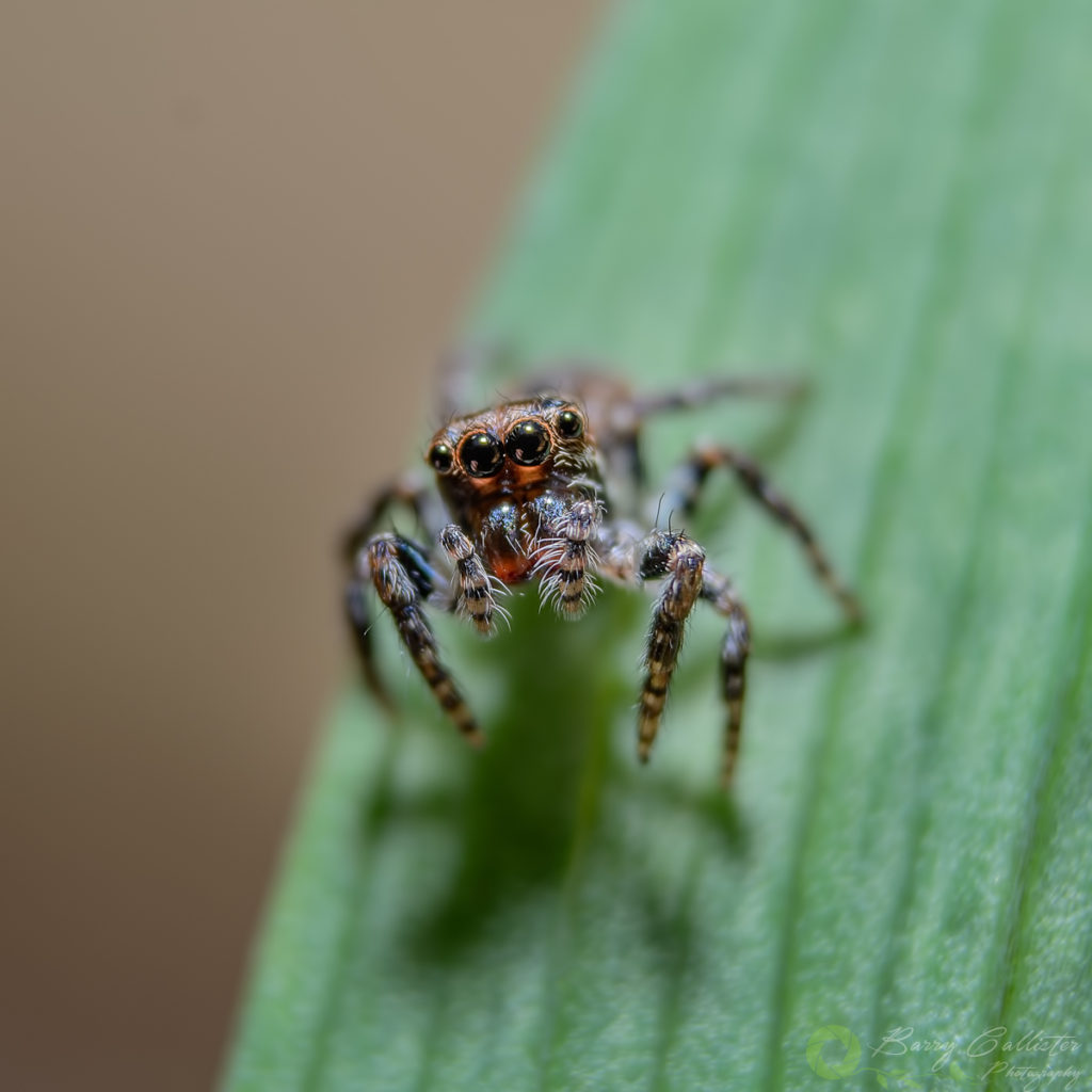 macro photography shot of a jumping spider on a green leaf