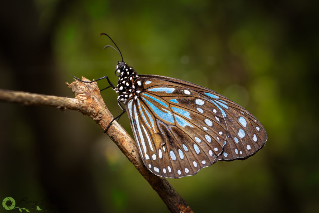 the photo of the month for march 2020 at photographer's freedom - a Blue Tiger Butterfly
