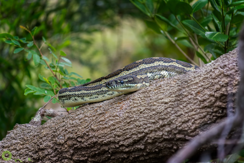 a diamond python sitting on a log, the photo of the month may 2020 at photographers freedom