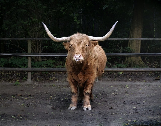 earn money taking photos you love - a hairy bull with huge horns and a nose ring