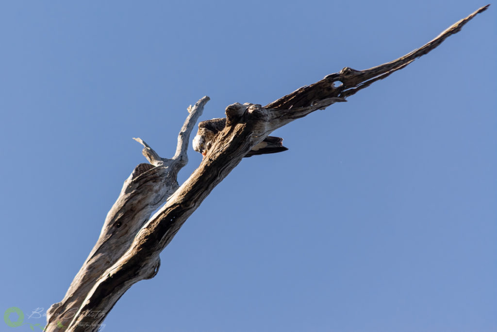 osprey bird eating a fish on a dead tree limb