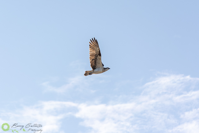 photographing osprey at woolgoolga lake in new south wales - an osprey flying