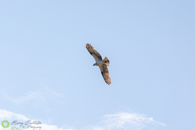 photographing osprey at woolgoolga lake in new south wales - an osprey flying view from underneath