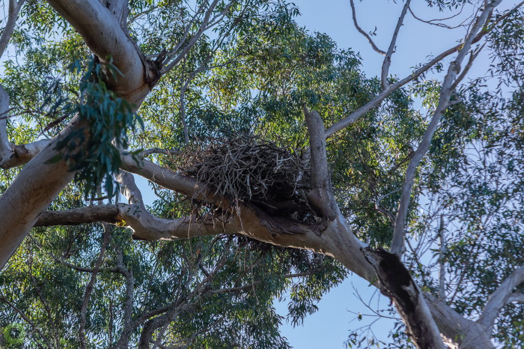 the photo of the month August 2020 photographer's freedom - an osprey nest high in a gum tree.