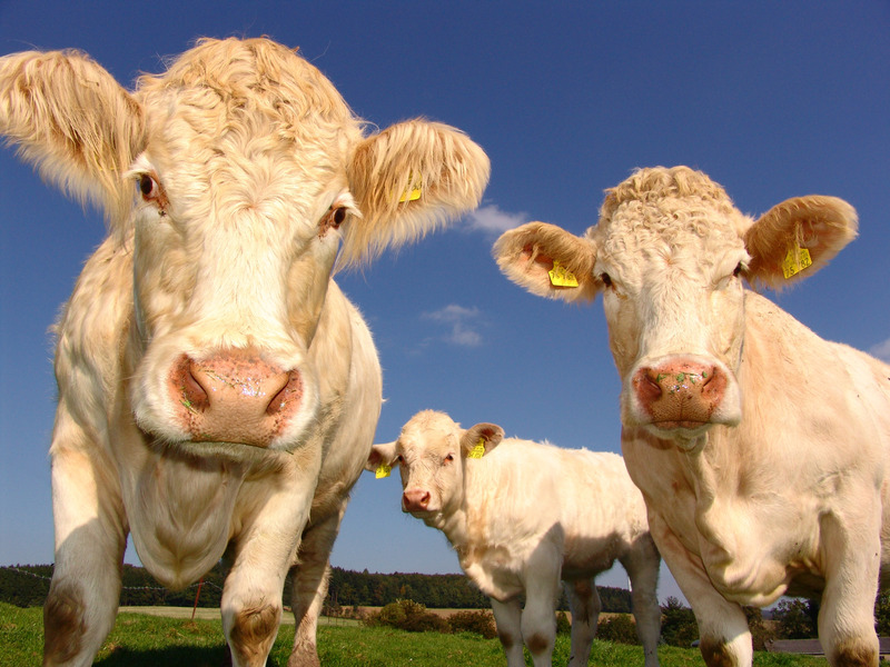 make money with photography as a beginner - three cows looking into a camera that is down at ground level