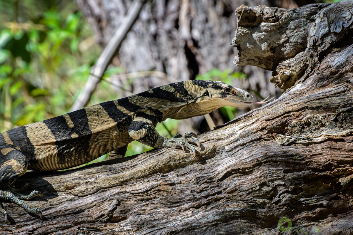 the photo of the month August 2020 from photographer's freedom - a lace monitor on a fallen tree sticking its tongue out