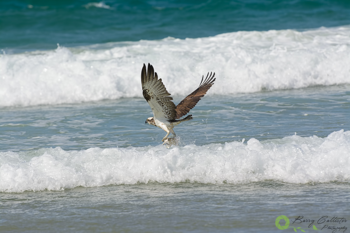 photo of the month September 2020 - and osprey catching a fish in the waves 