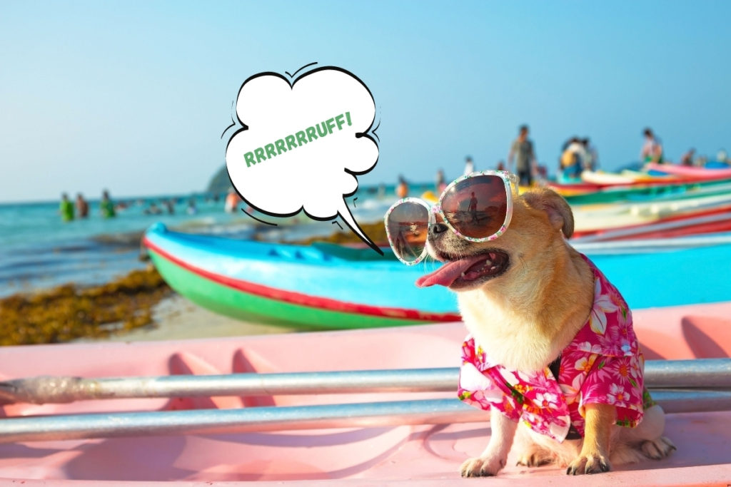 how to choose a photography business name - a chihuahua wearing sunglasses and an Hawaiian shirt sitting on a kayak at the beach